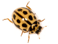 Tytthaspis sedecimpunctata